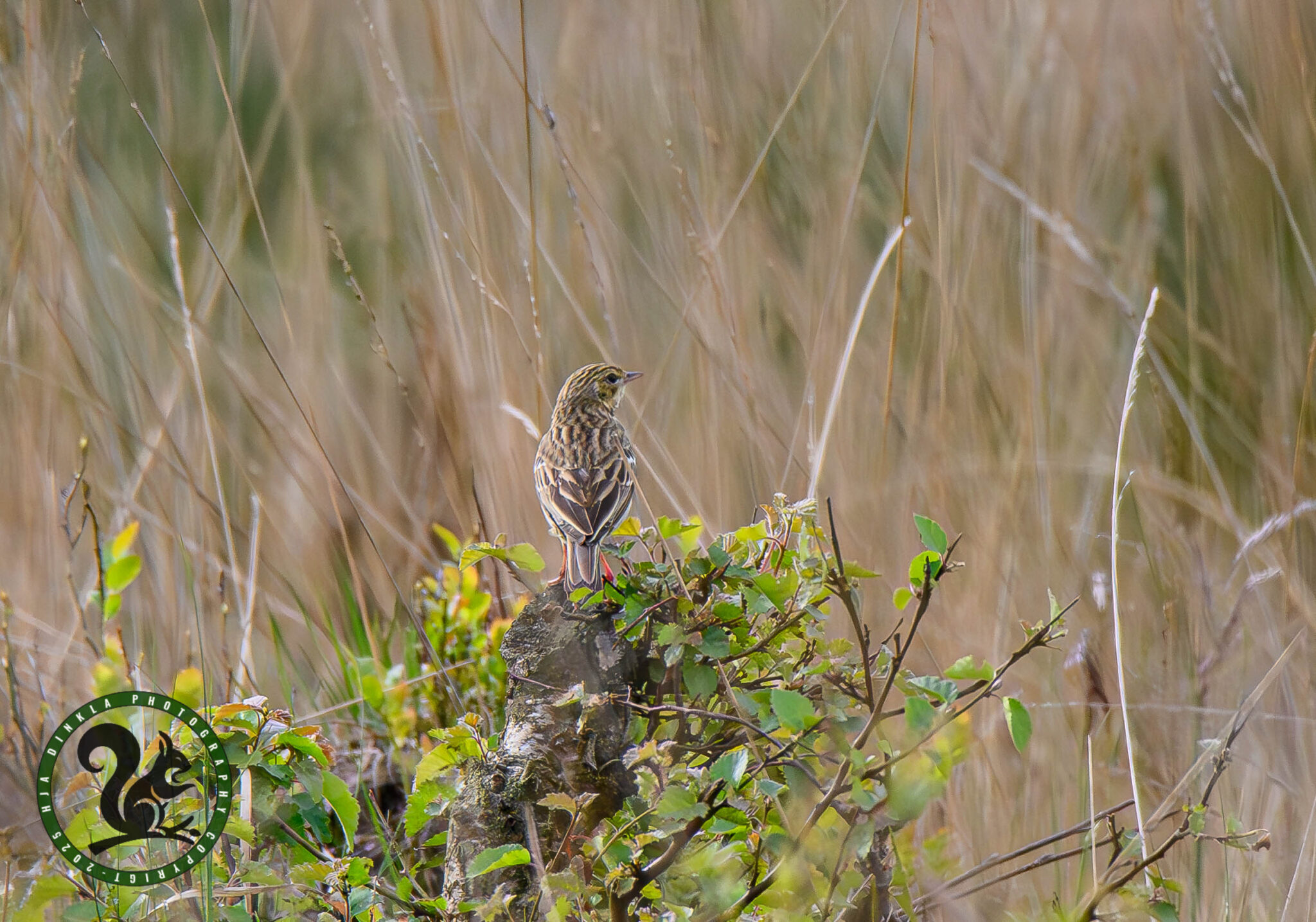 Meadow pipit