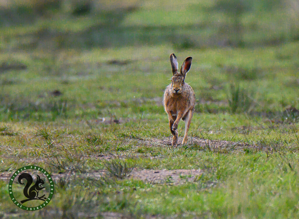 Hare