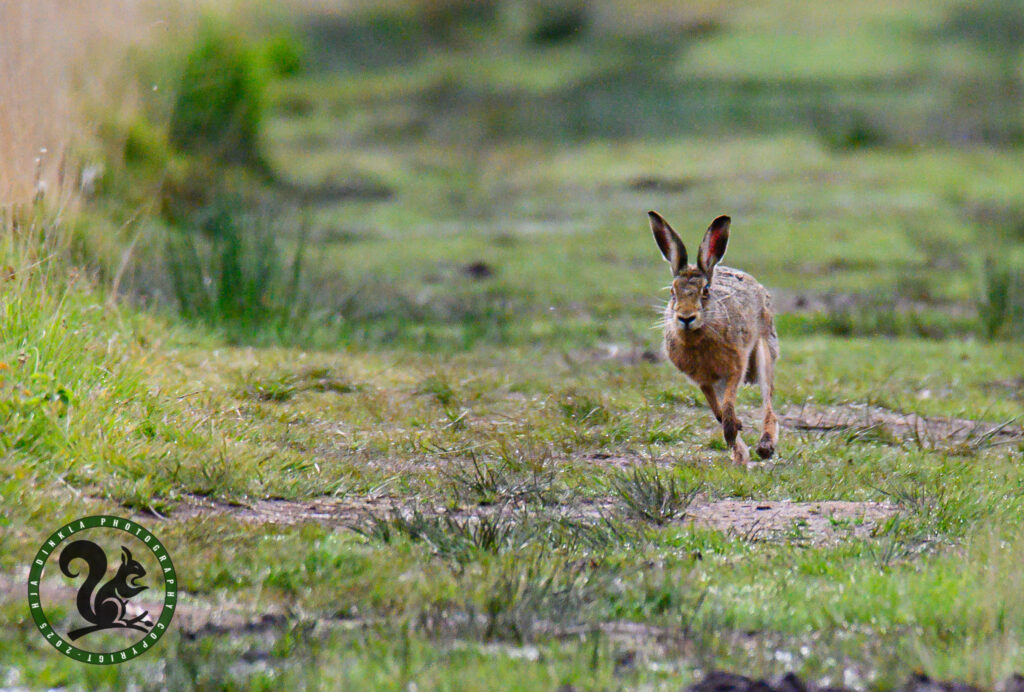 Hare
