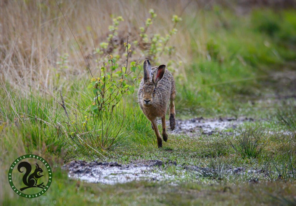 Hare