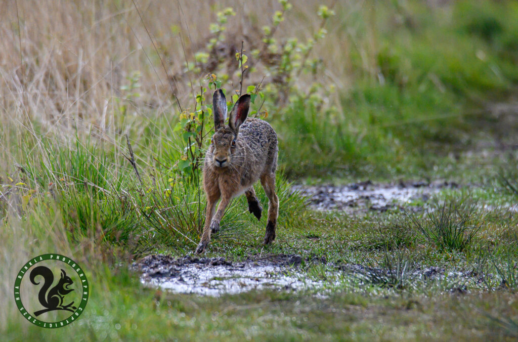 Hare