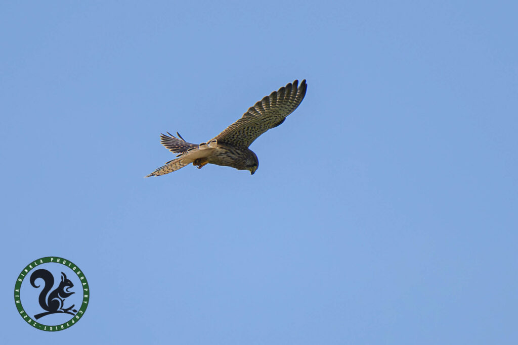 Kestrel