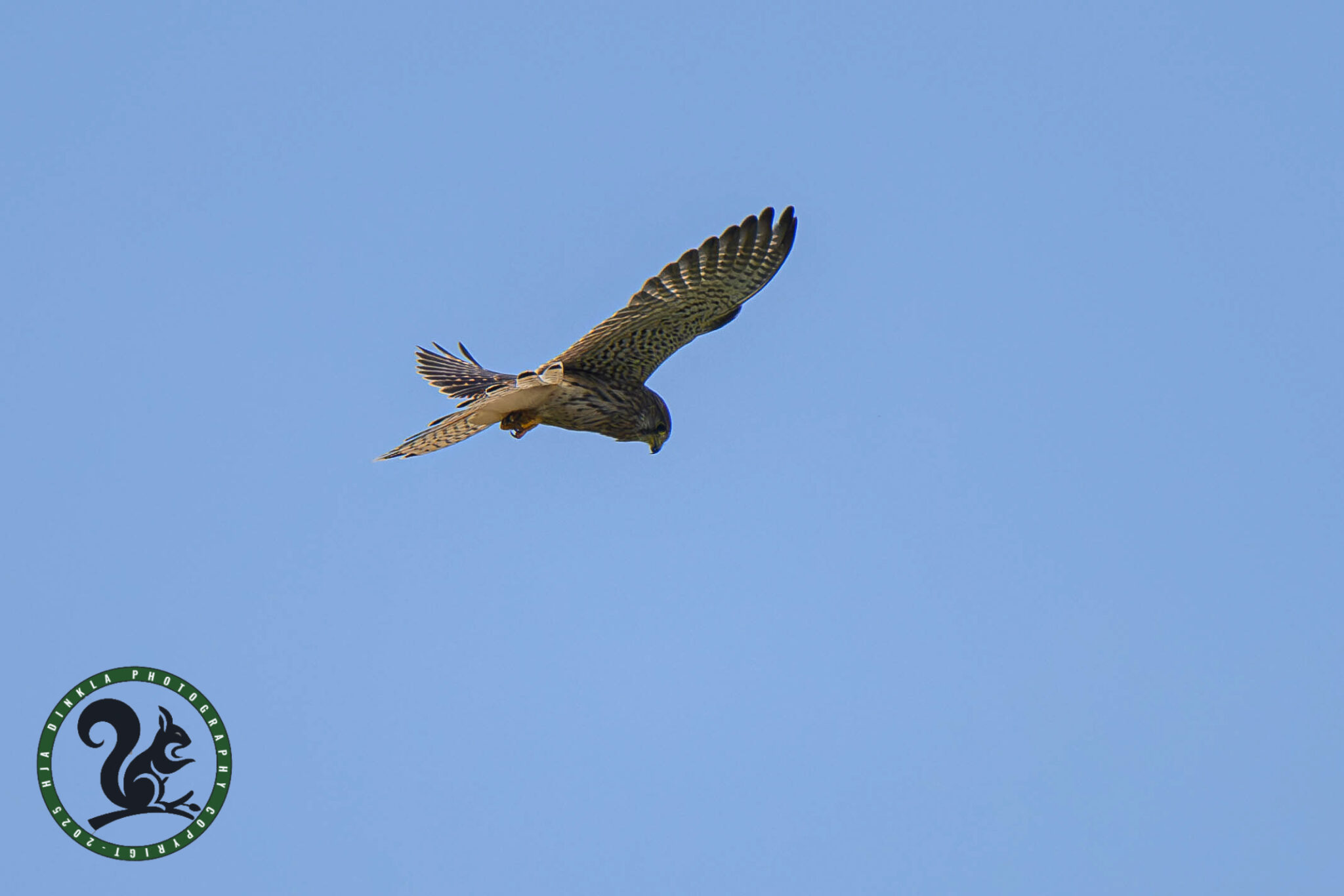 Kestrel