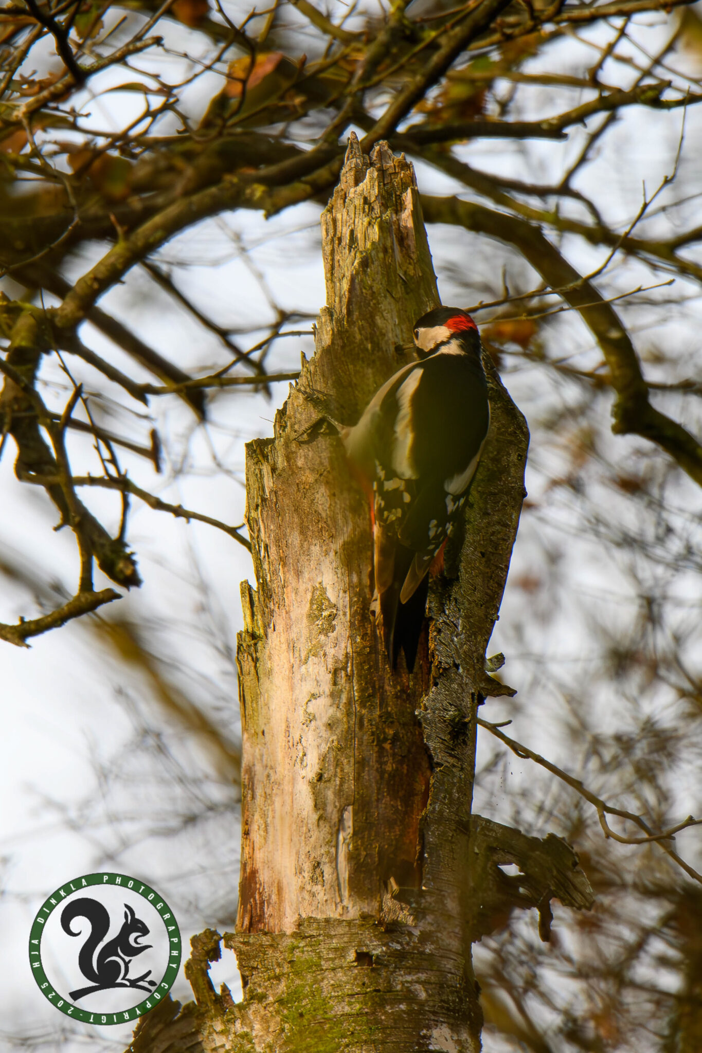 Great Spotted Woodpecker