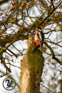 Great Spotted Woodpecker