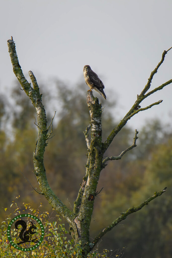 Common Buzzard