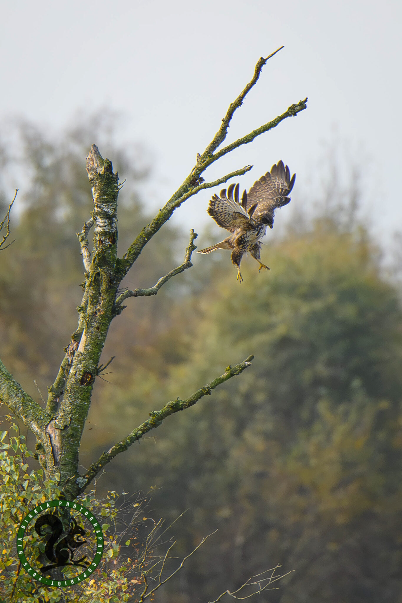 Buzzard
