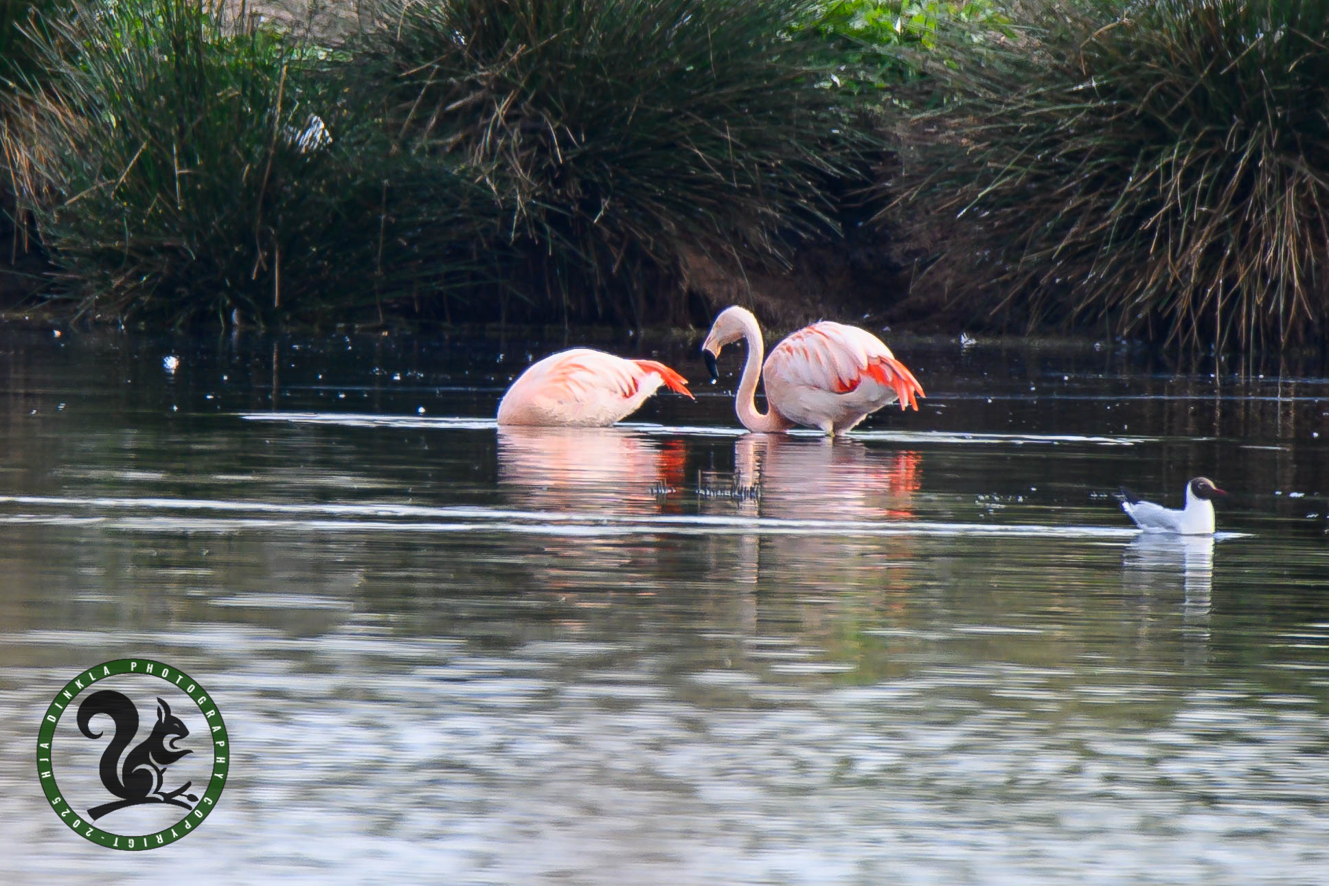 Flamingos