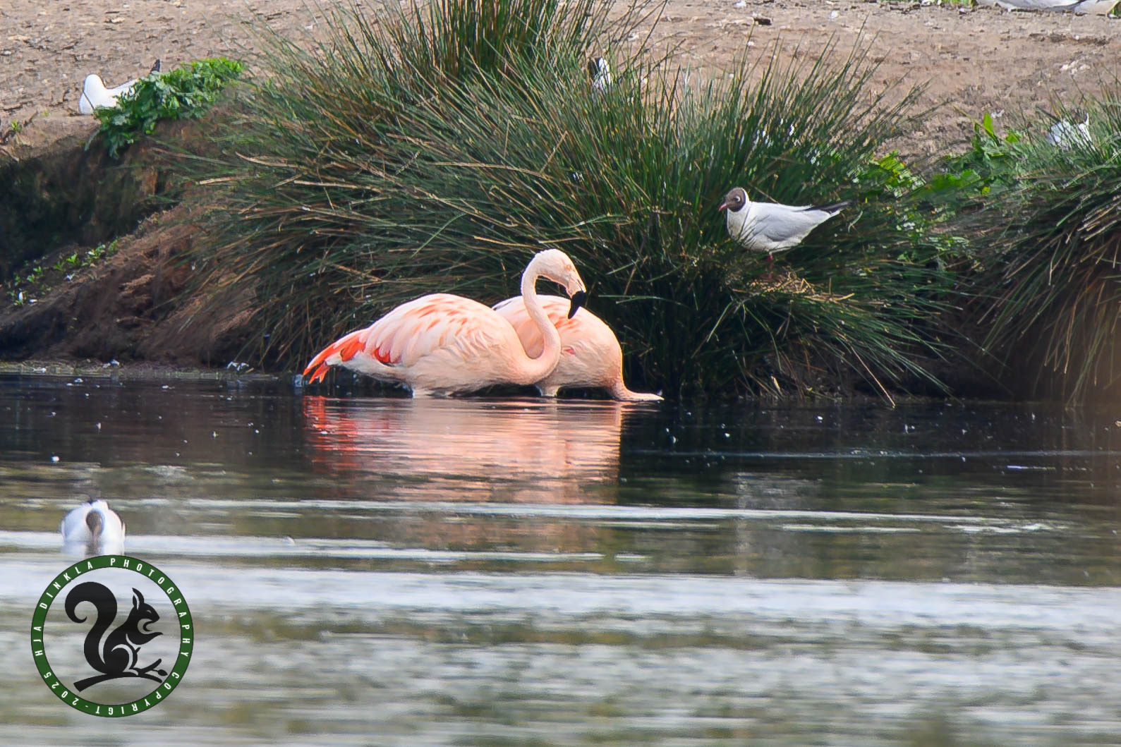Flamingos