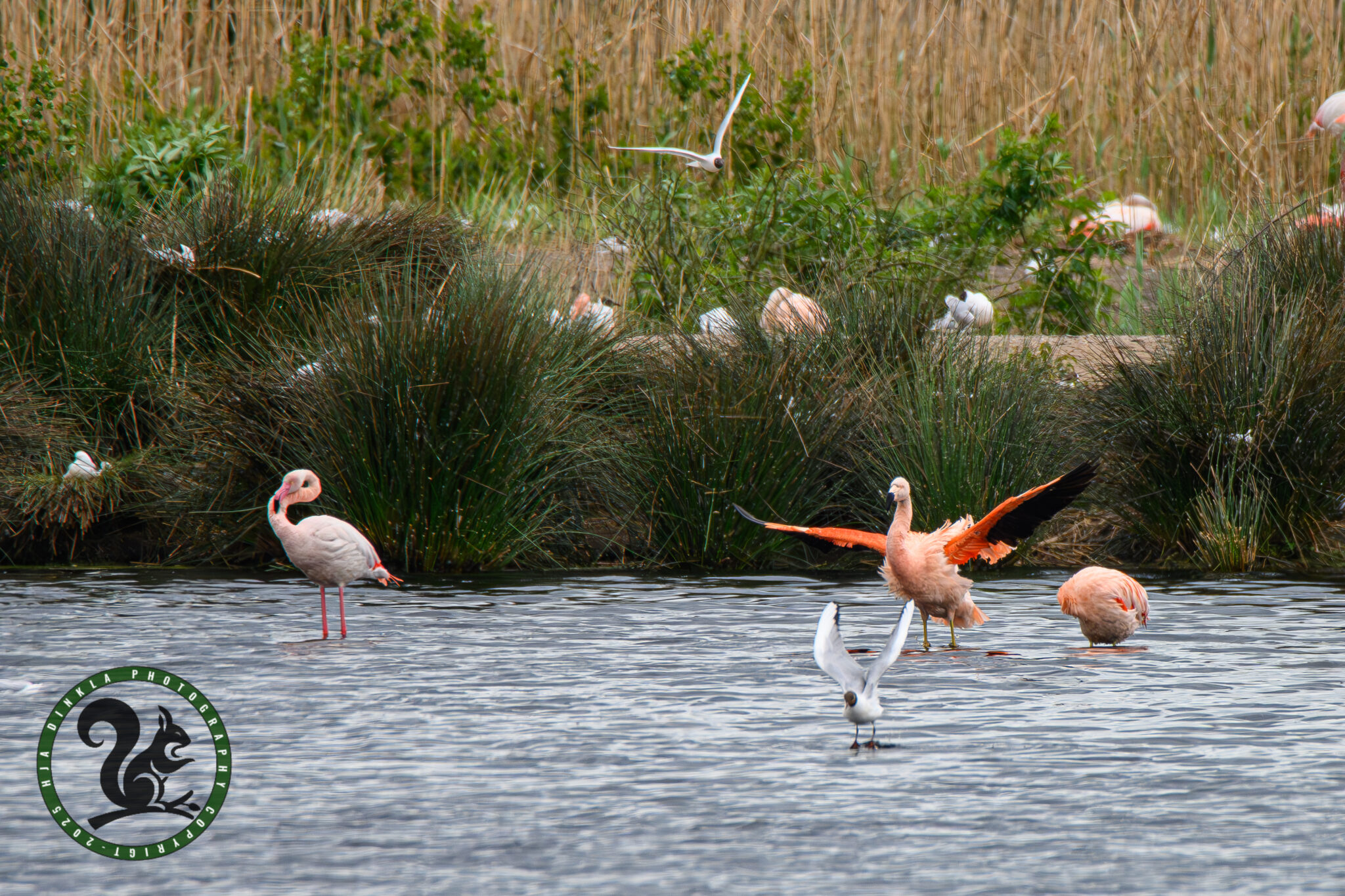 Flamingos