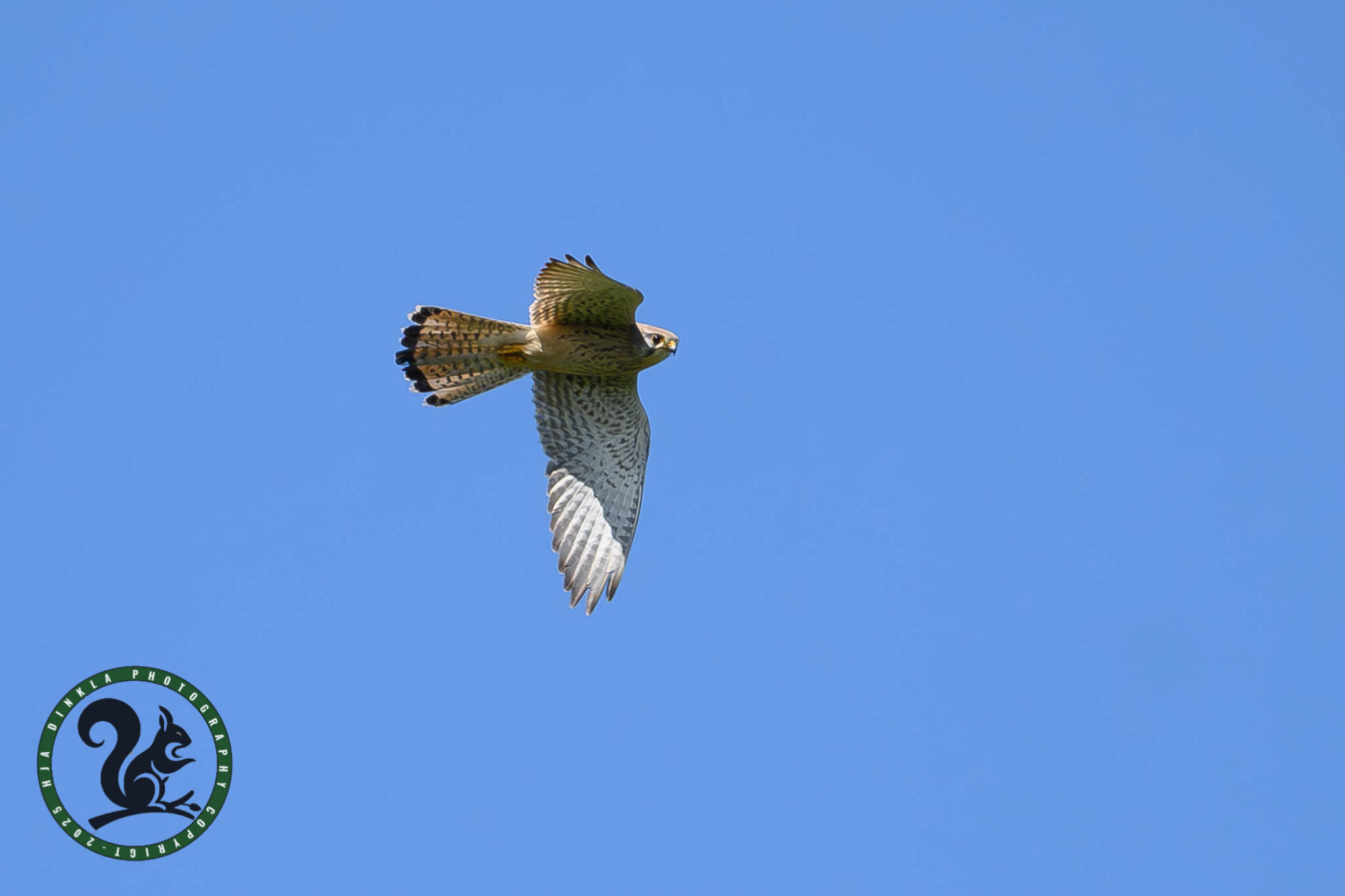 Kestrel