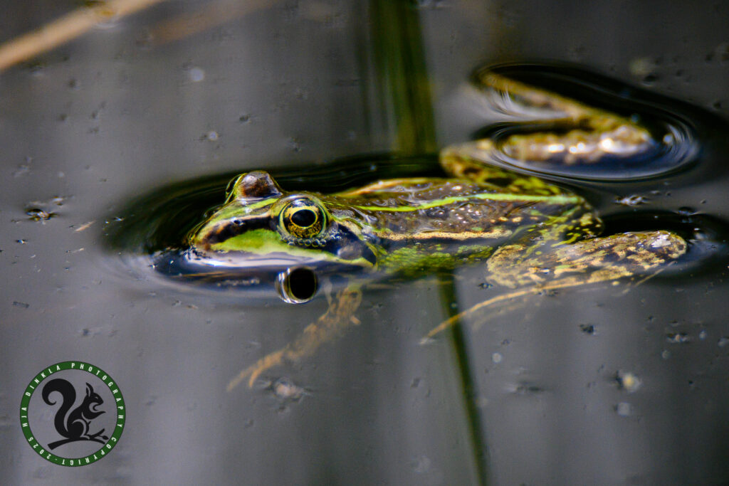Green frog