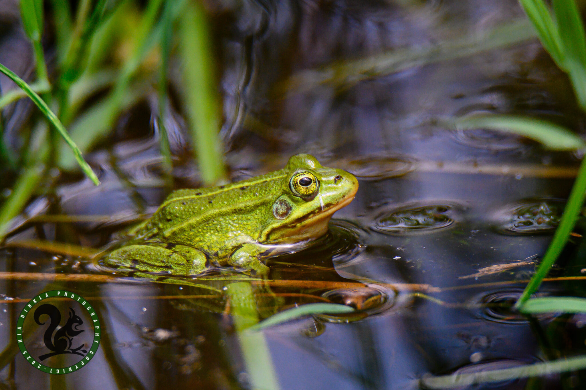 Green frog
