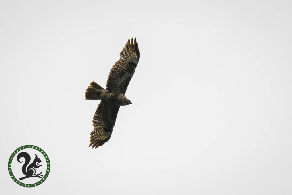 Common Buzzard