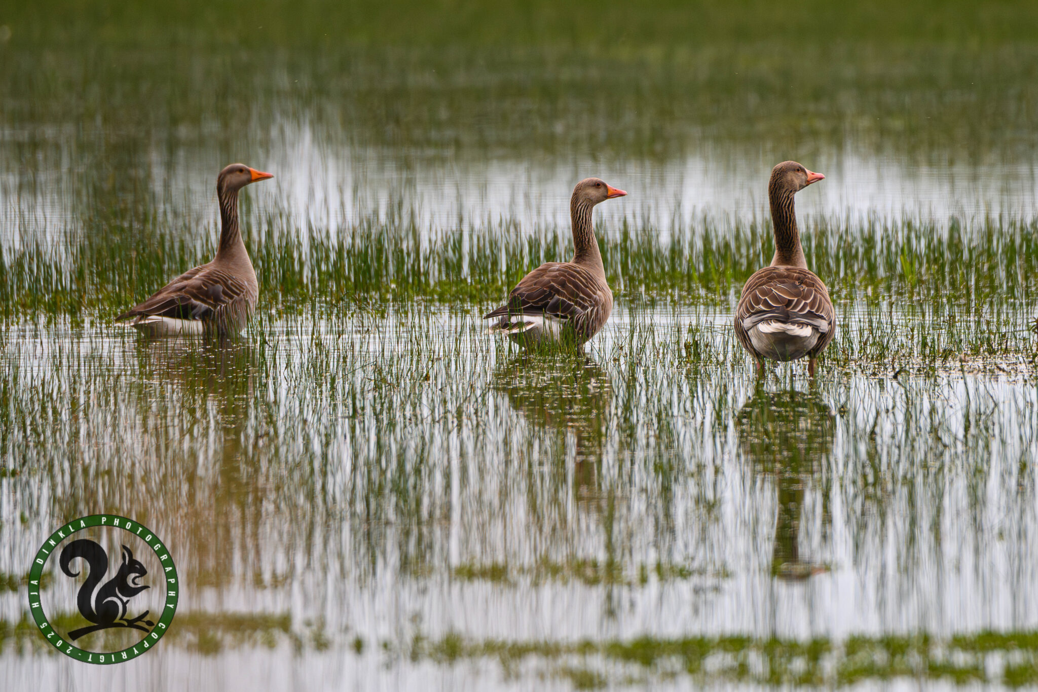 Greylag Geese