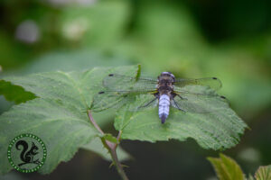 Shore dragonfly