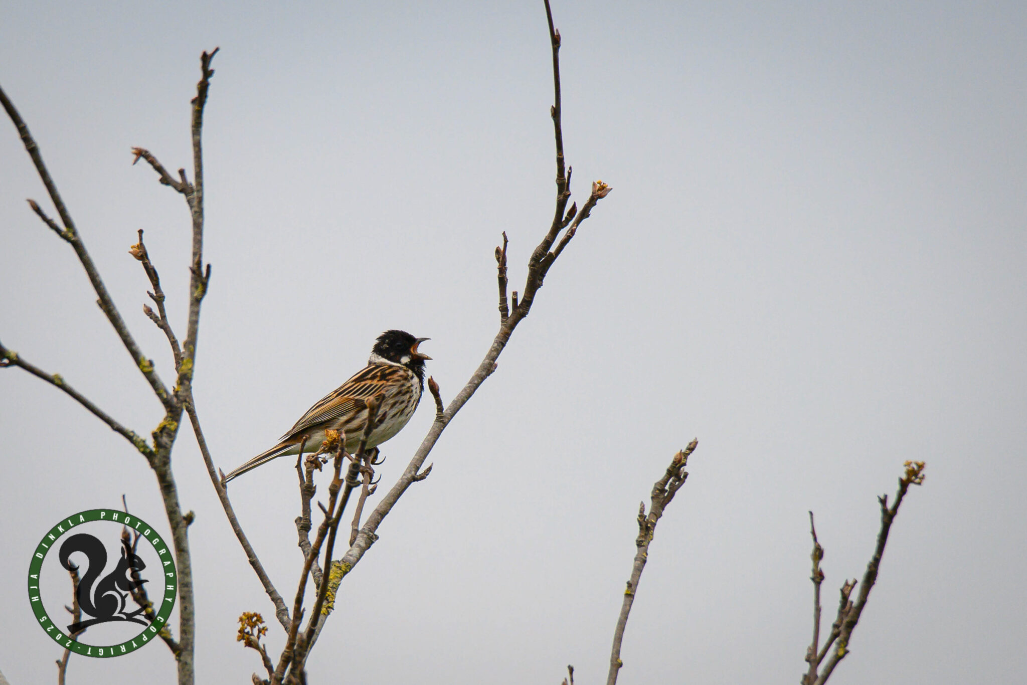 Reed Bunting