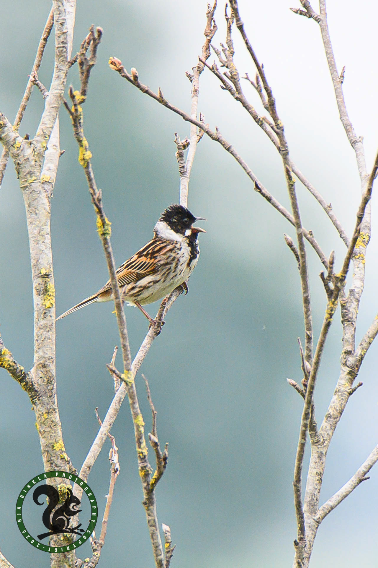 Reed Bunting