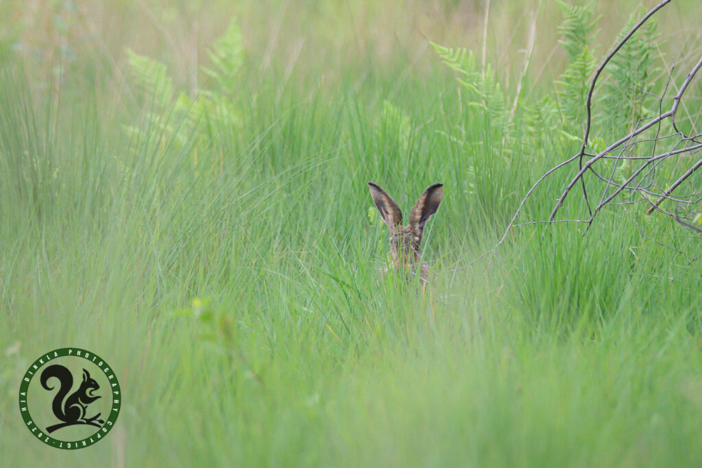 Hare