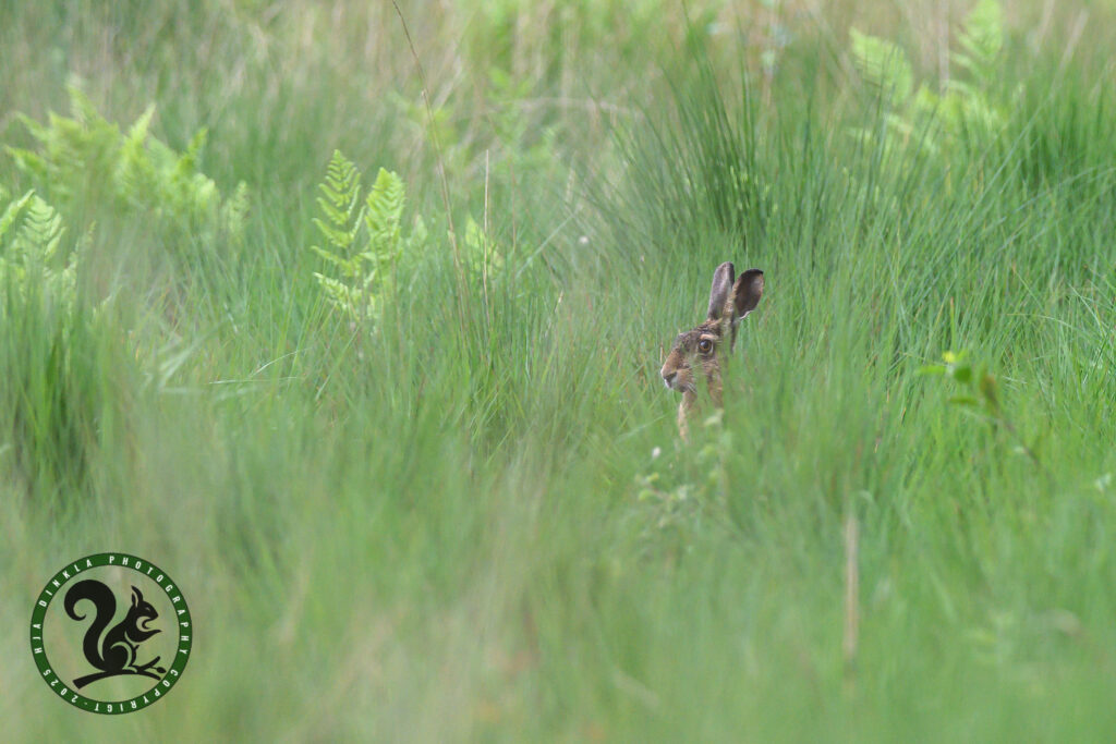 Hare