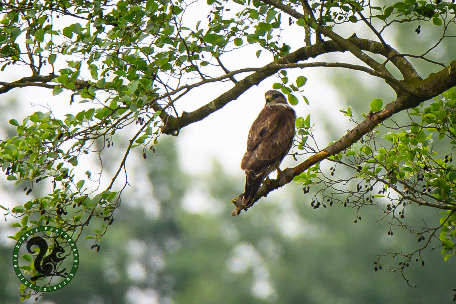 Buzzard