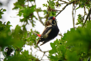 Great Spotted Woodpecker