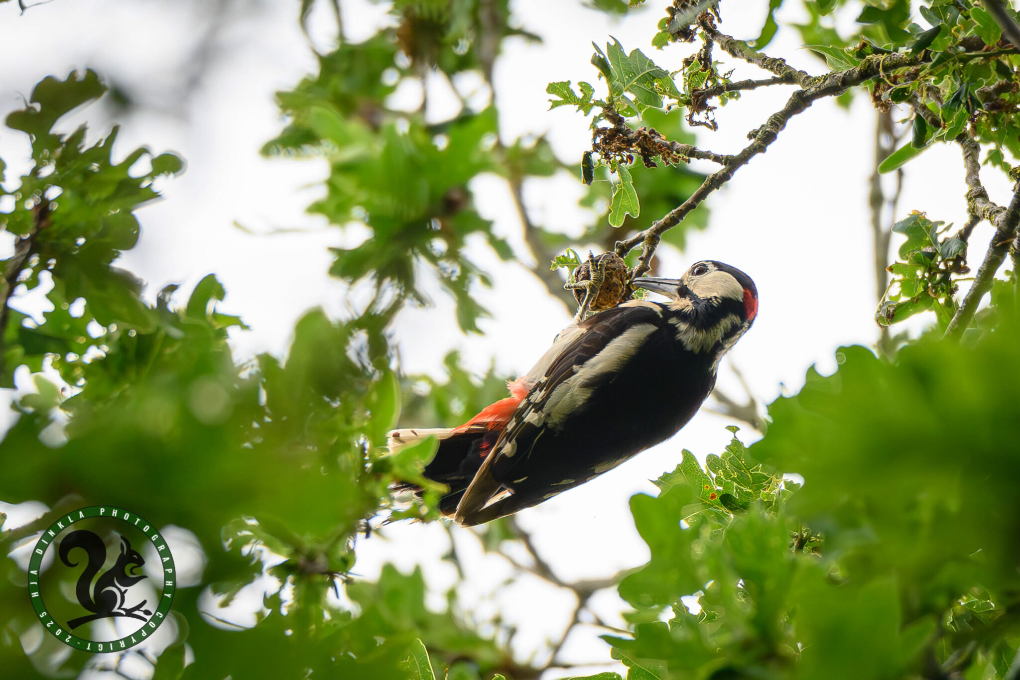 Great Spotted Woodpecker