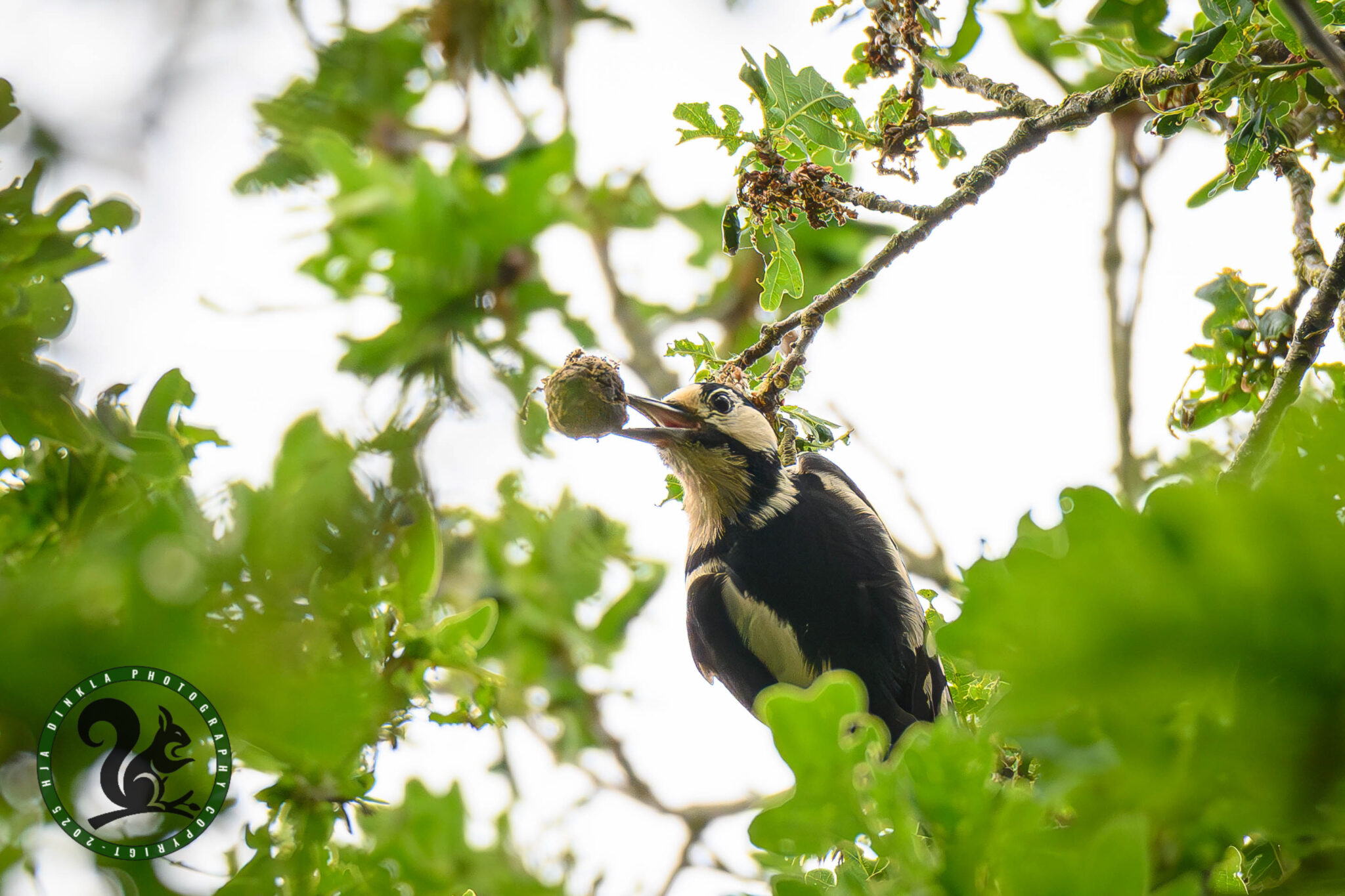 Great Spotted Woodpecker