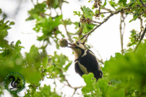 Great Spotted Woodpecker