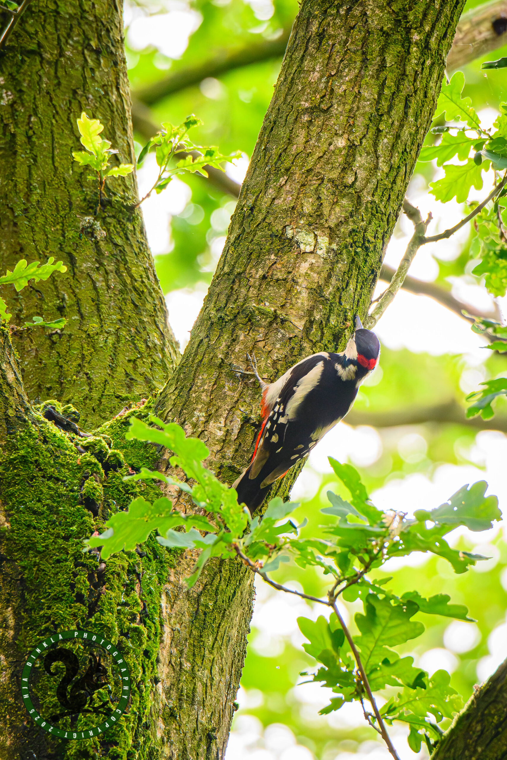 Great Spotted Woodpecker