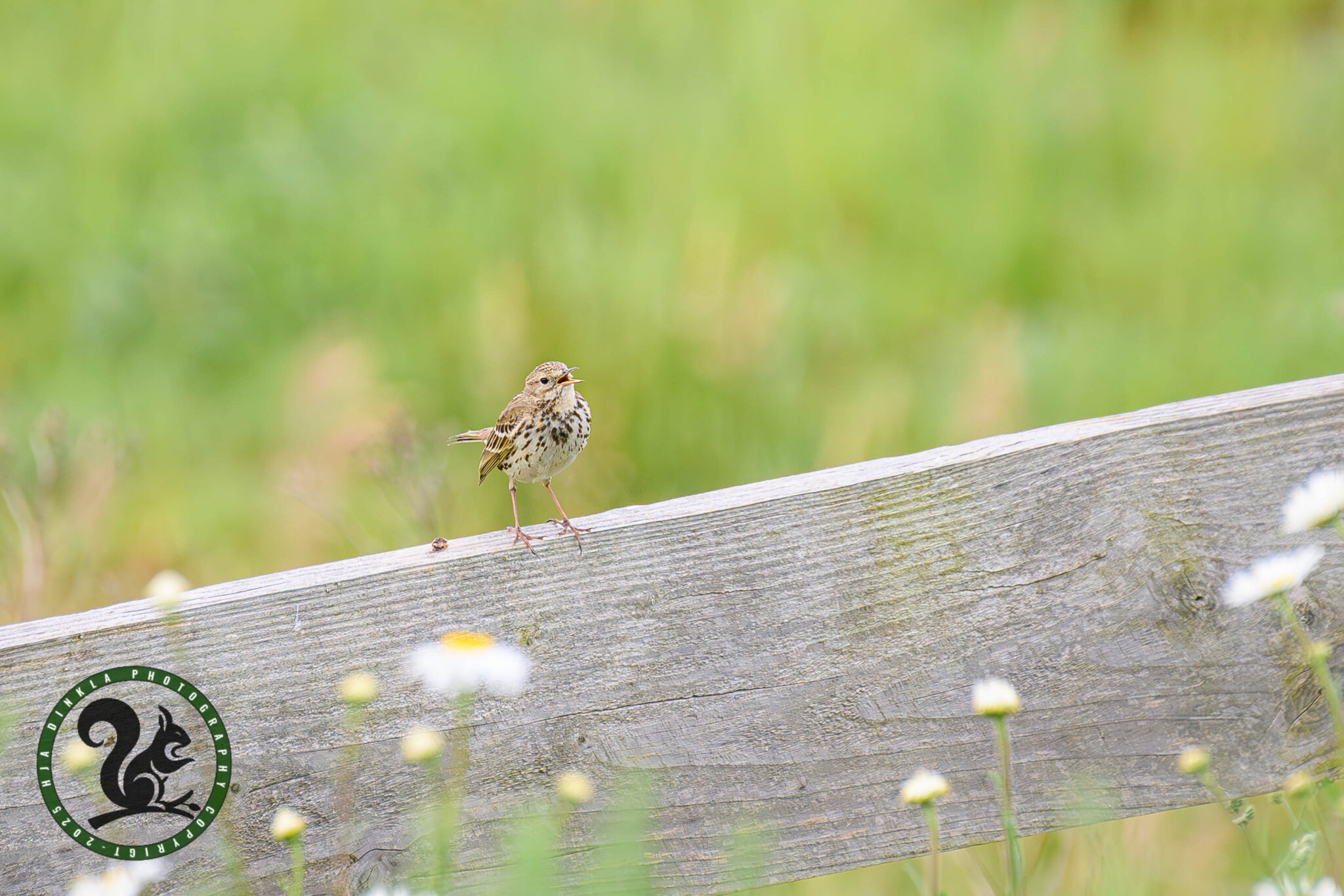 Meadow pipit