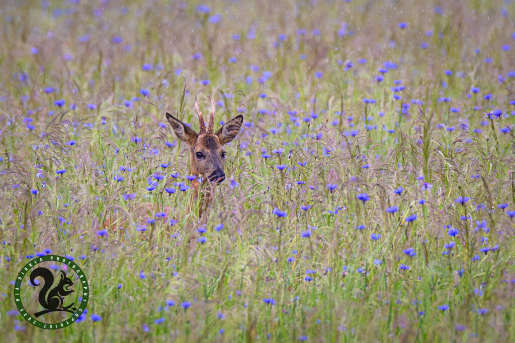 Roe Deer