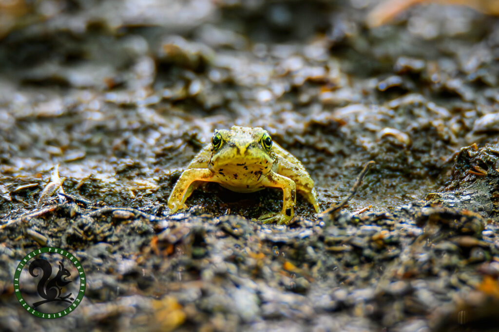 Green frog