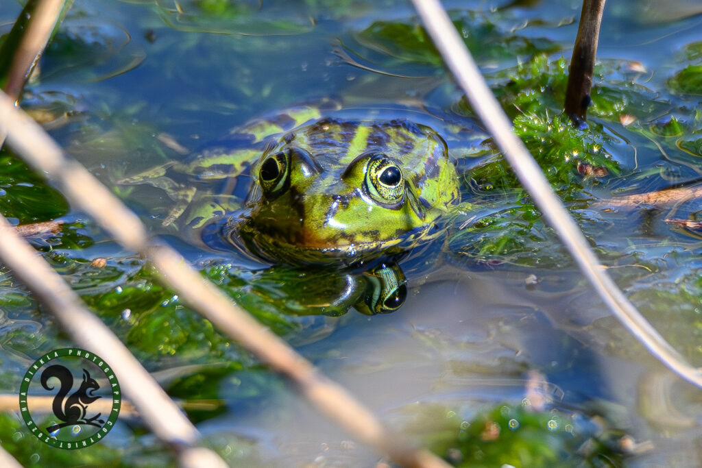 Green frog