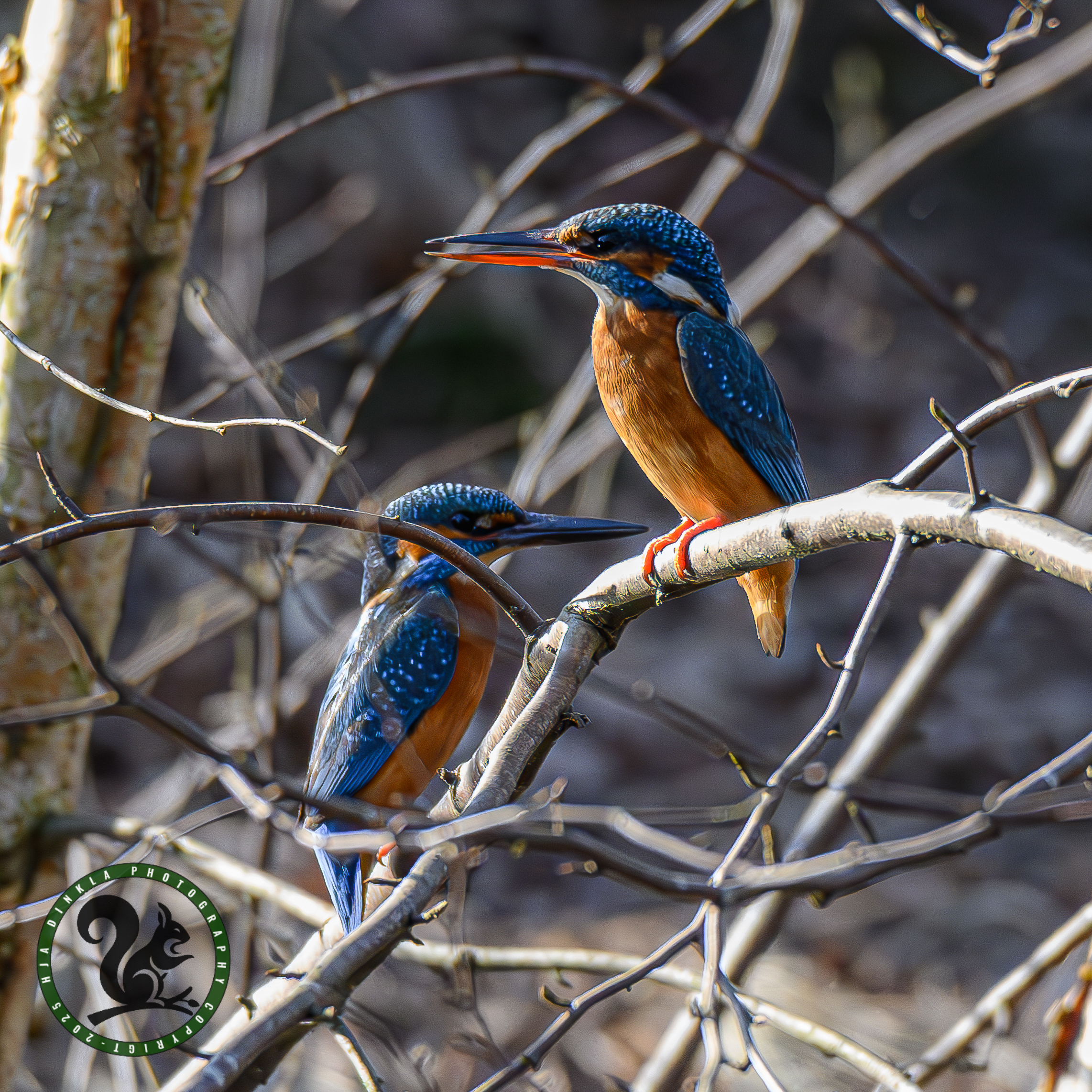 Kingfishers