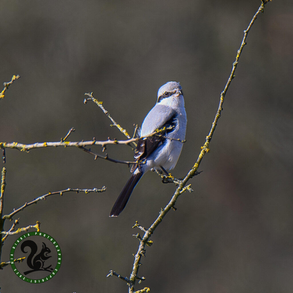 Great Gray Shrike