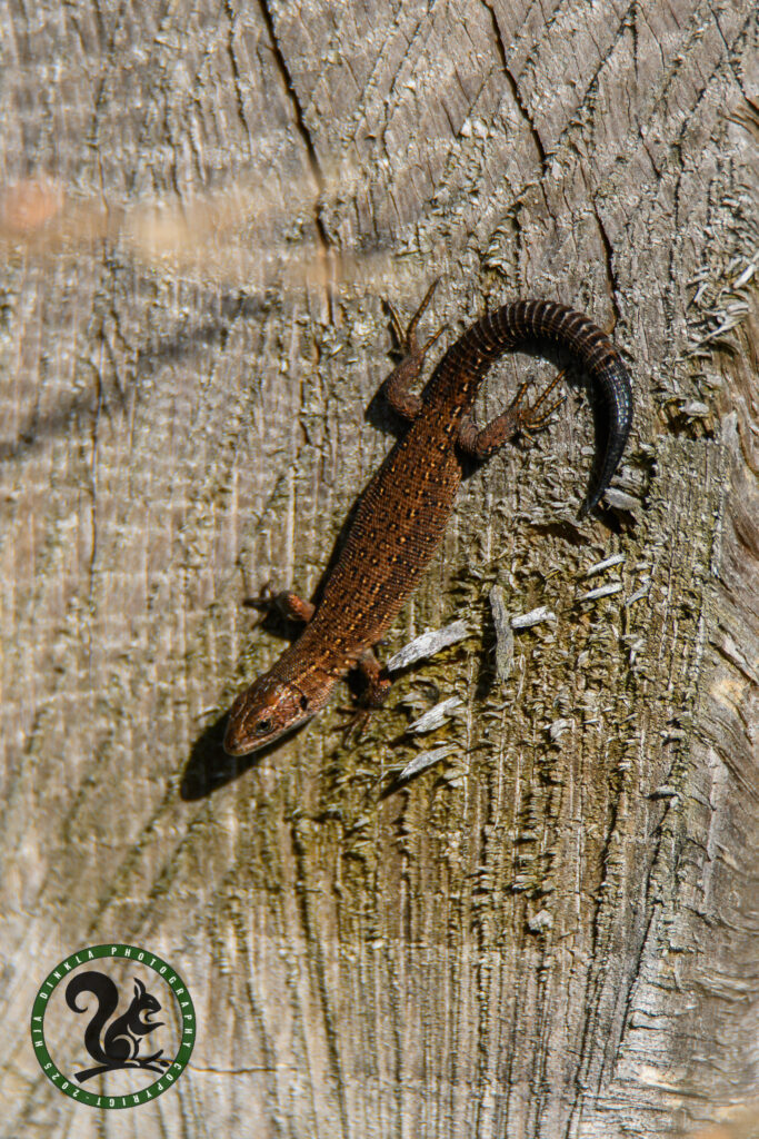 Viviparous lizard, Levendbarende Hagedis