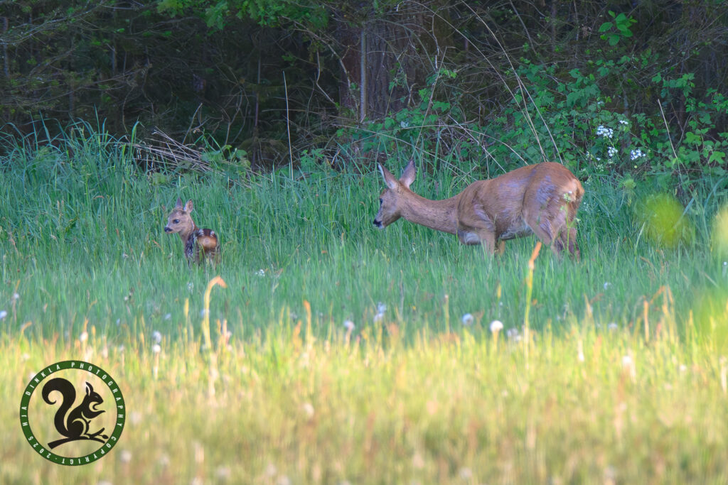 Roe Deer