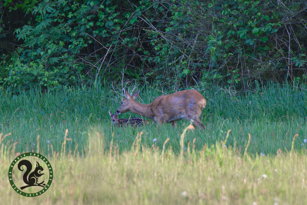 Roe Deer