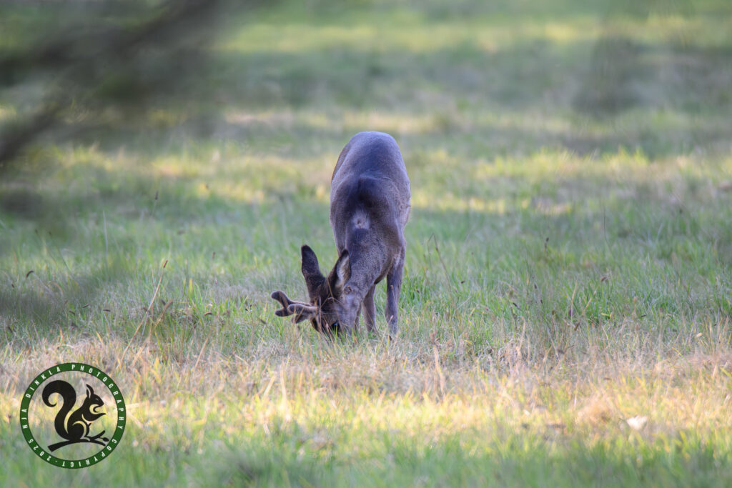 Roe Deer
