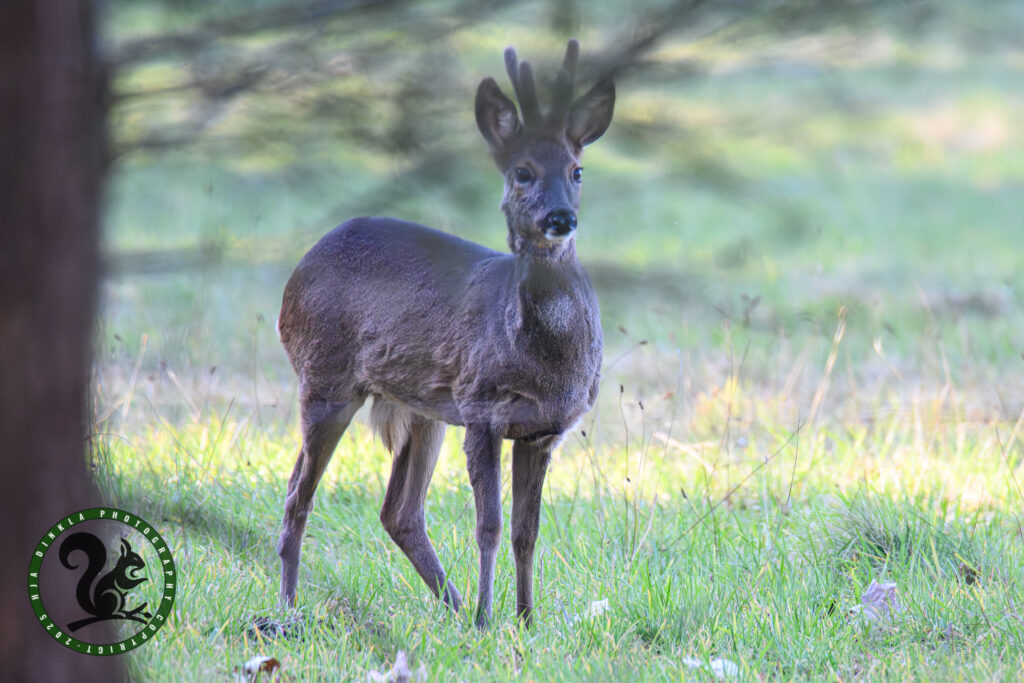 Roe Deer