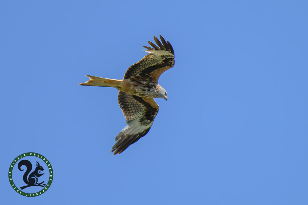 Red Kite