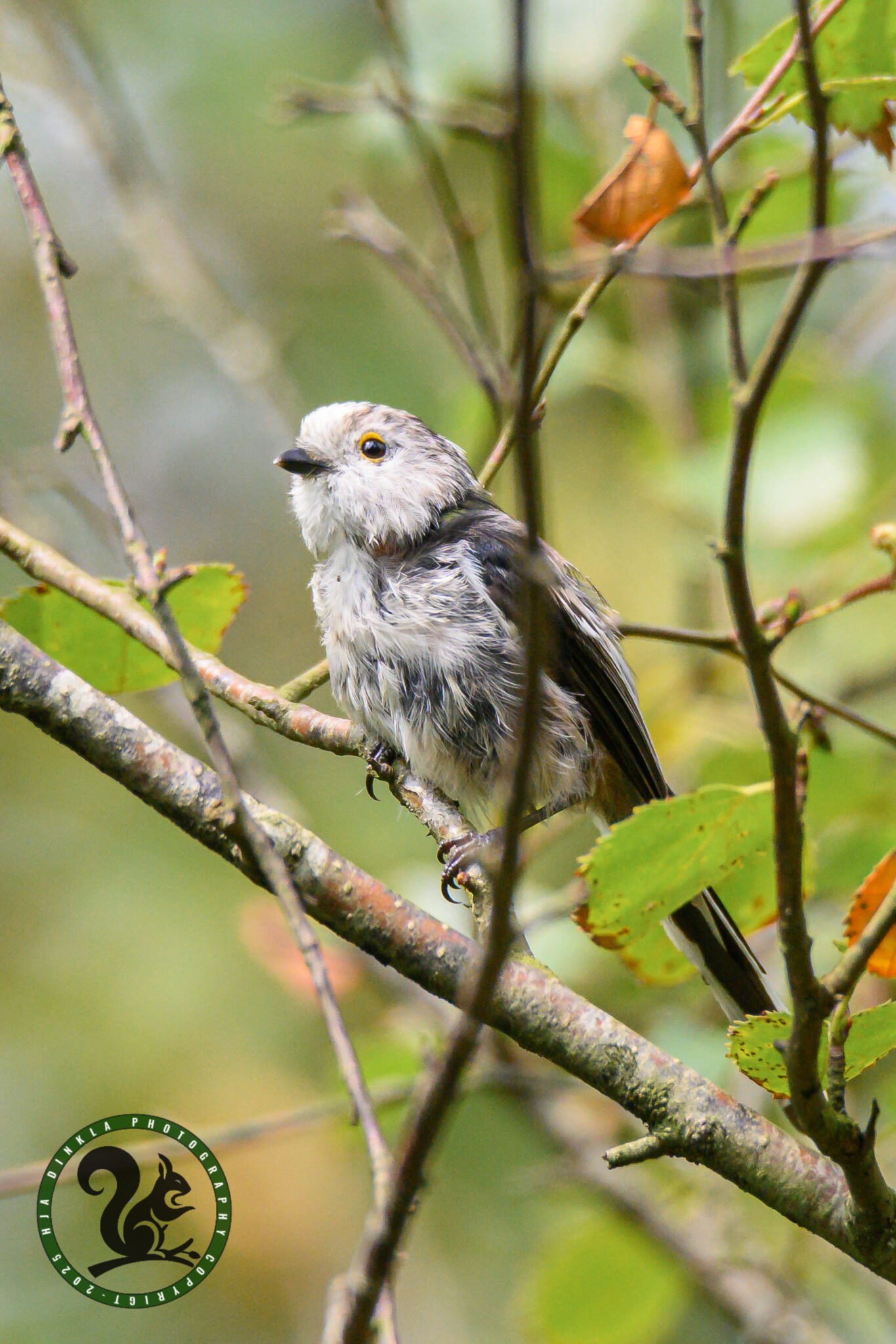 Long-tailed Tit - White-headed