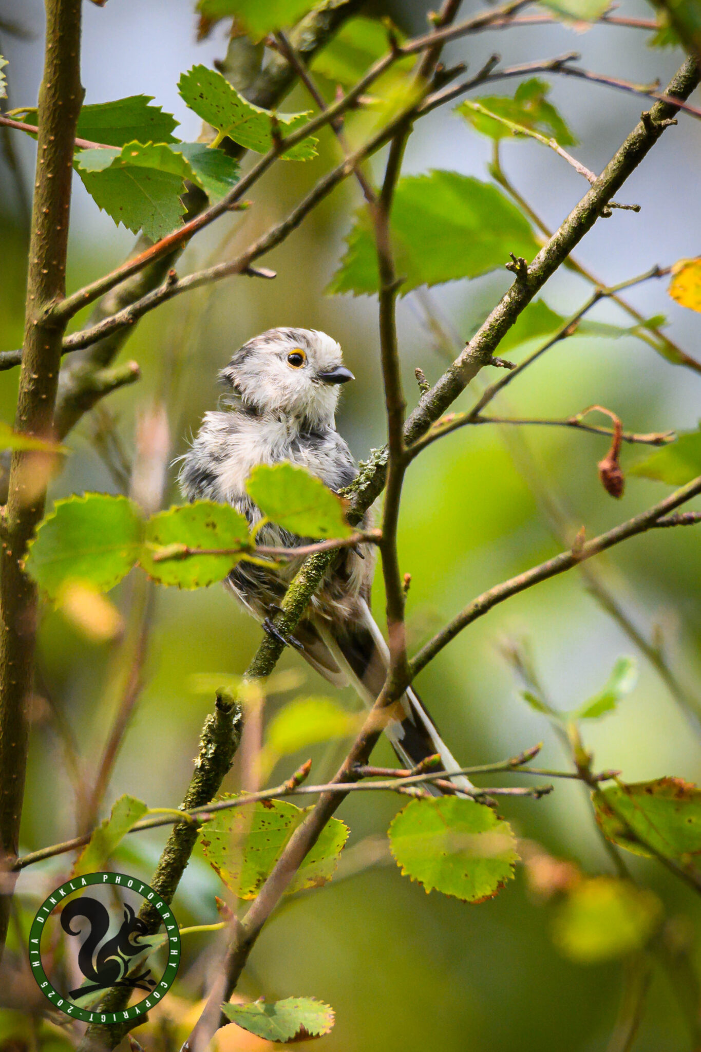 White-headed Long-tailed Tit