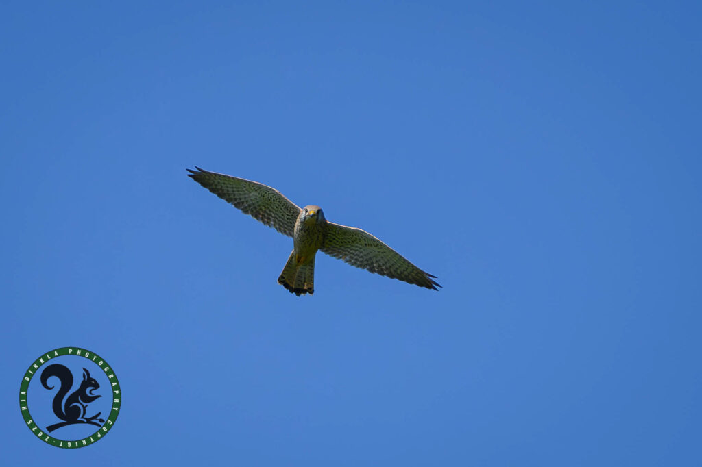 Kestrel
