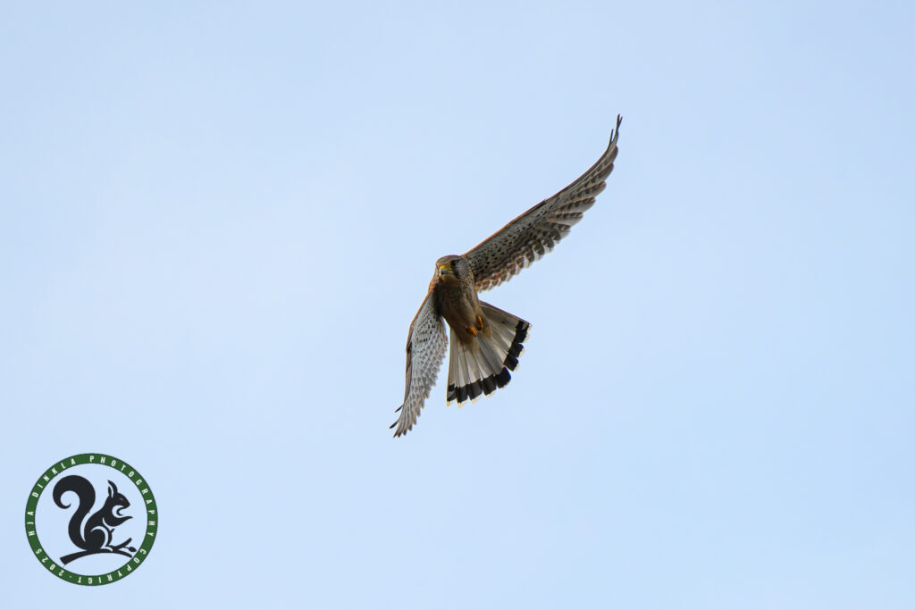 Kestrel