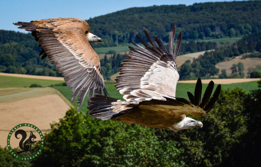 Griffon Vultures