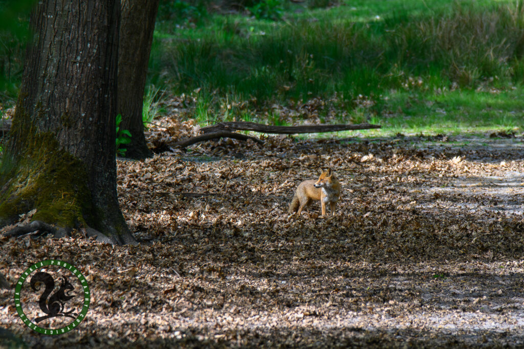 Fox