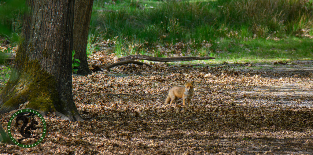 Fox