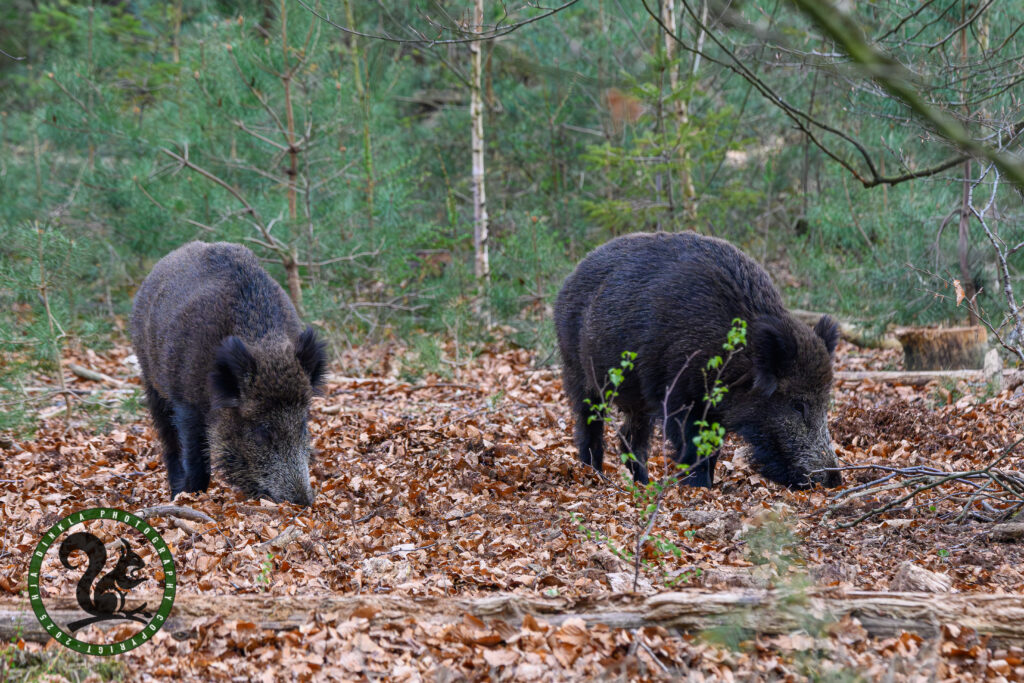 Wild Boar